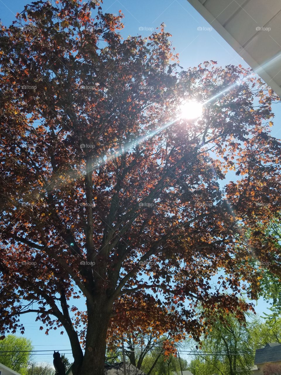 Shining thru the leaves