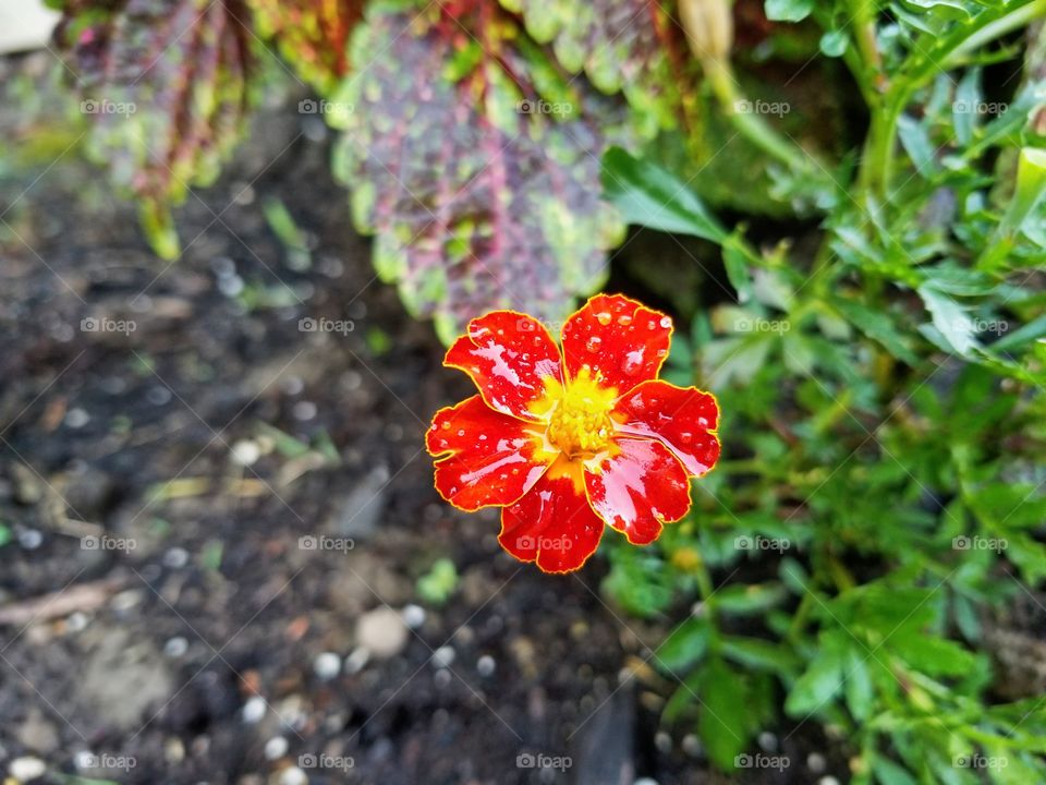 Tiny flower survived the rain storm