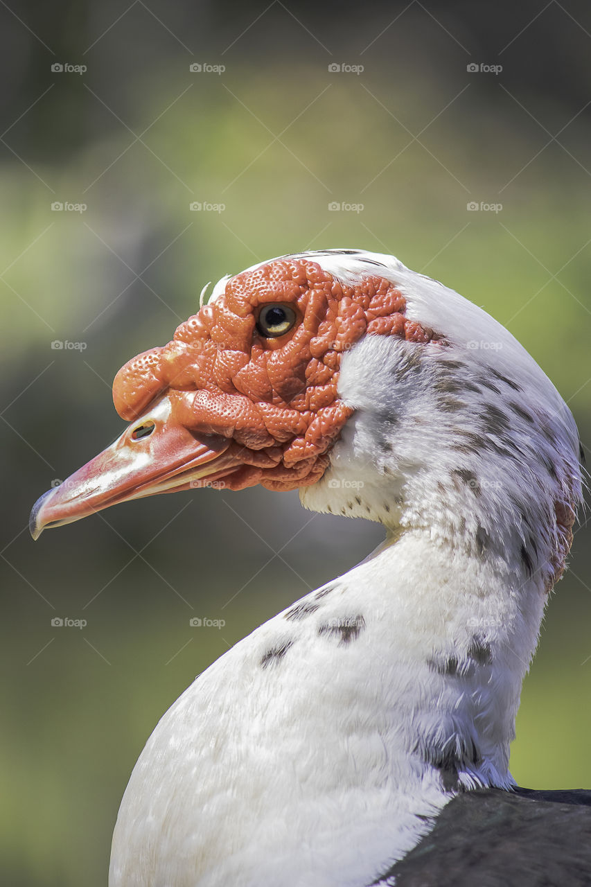 Duck with red head