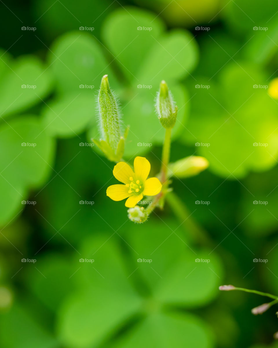 Beautiful Little Flower