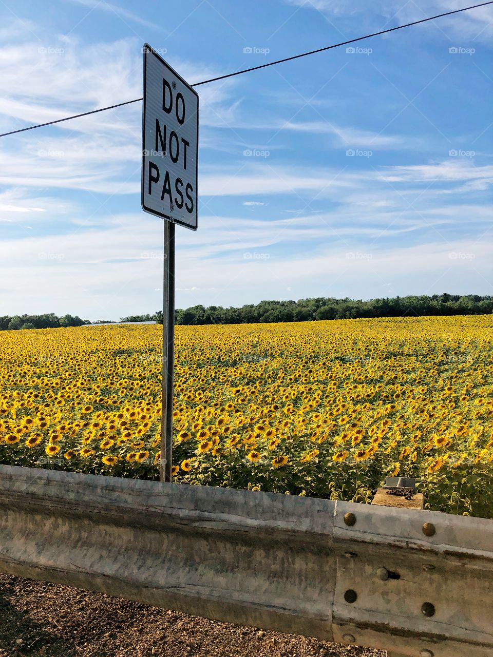 Do not pass sign country road sunflower farm 