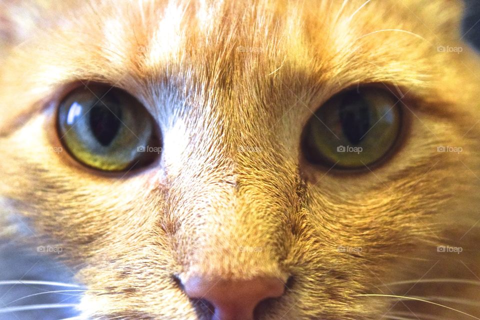 Cat eyes 
