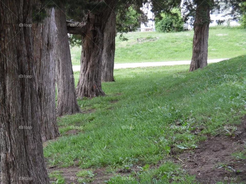 trees
