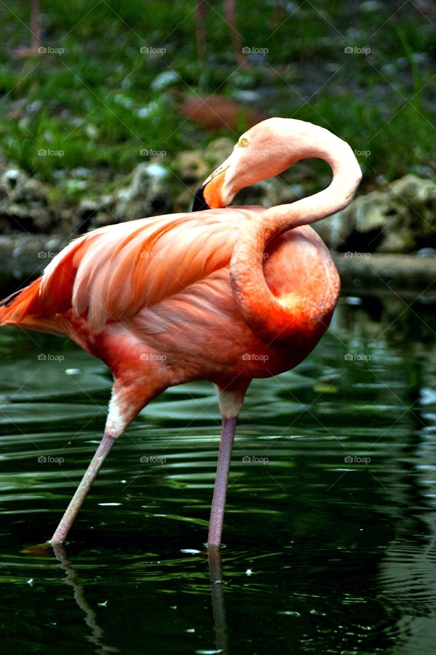 Flamingo