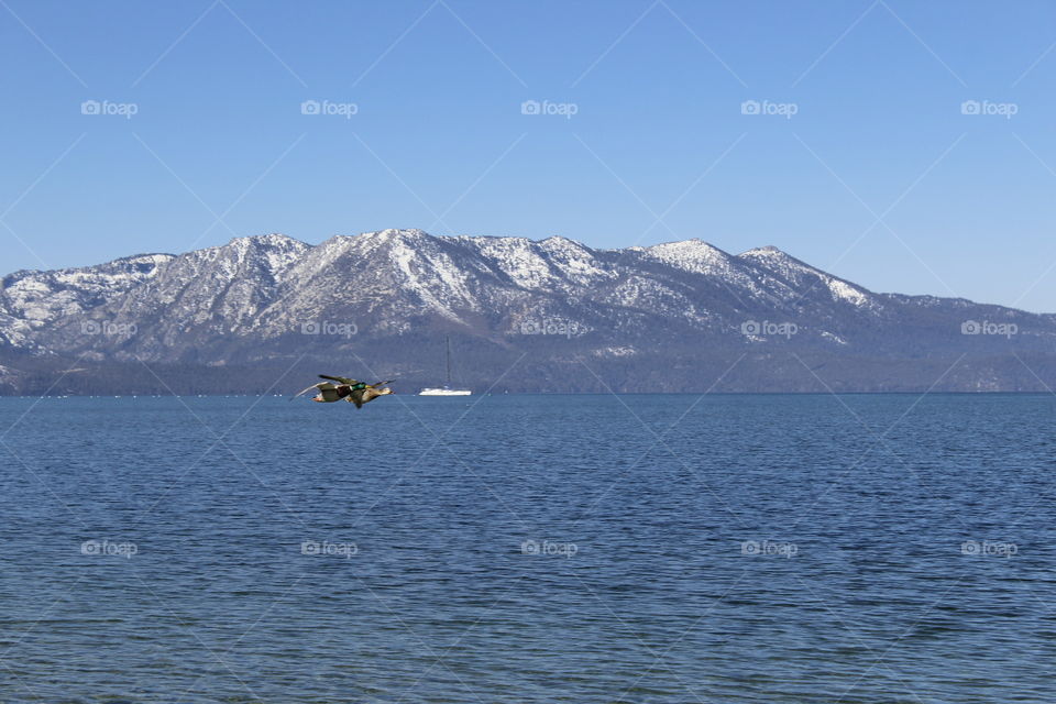 flying side by side, two of a kind