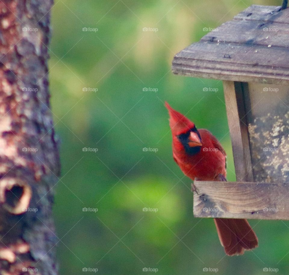 Cardinal peaking around the feeder