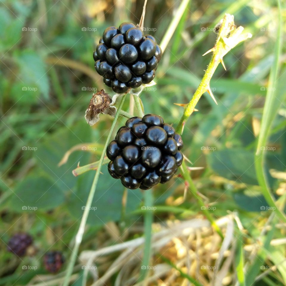 Juicy blackberry