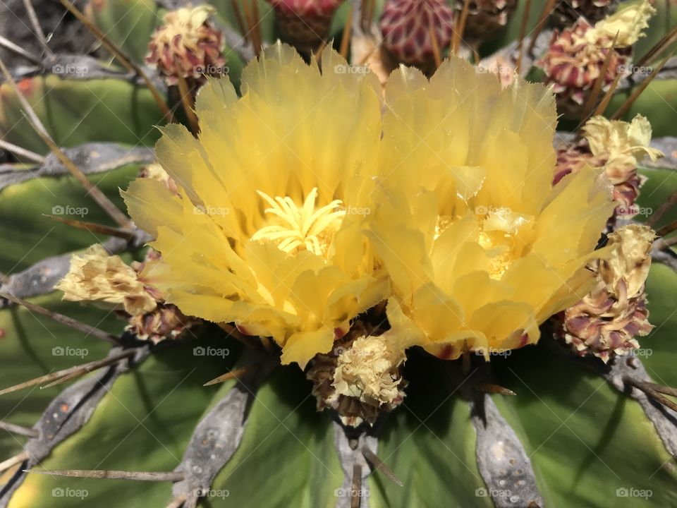 Lanzarote Spain Cactus flower