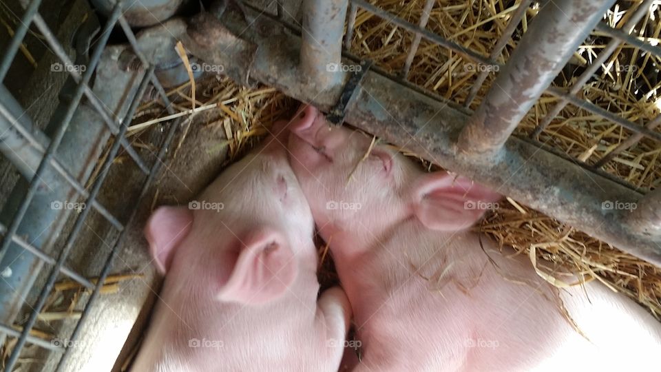 piglets. Kensington Farm Center, New Hudson , Michigan