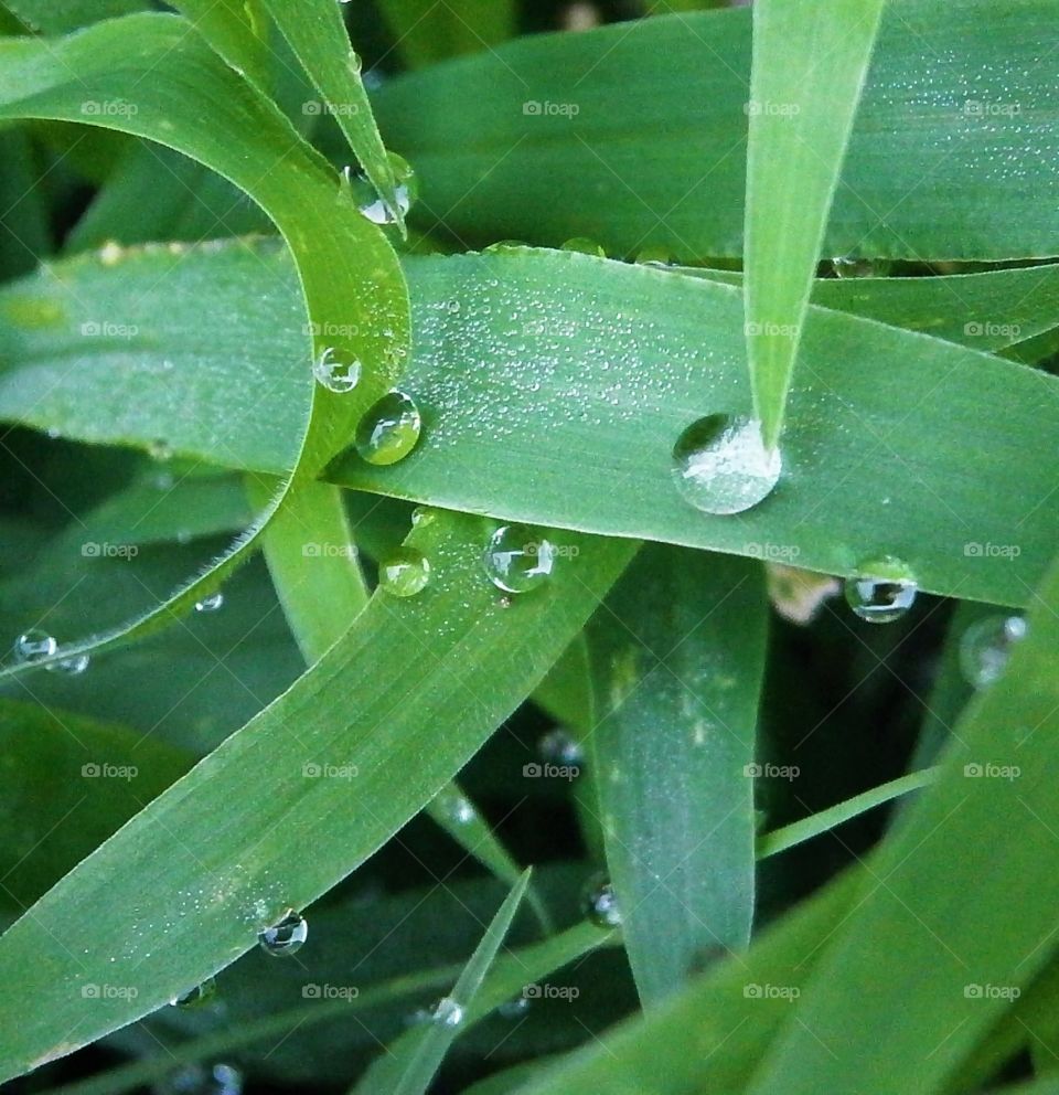 green tear drop