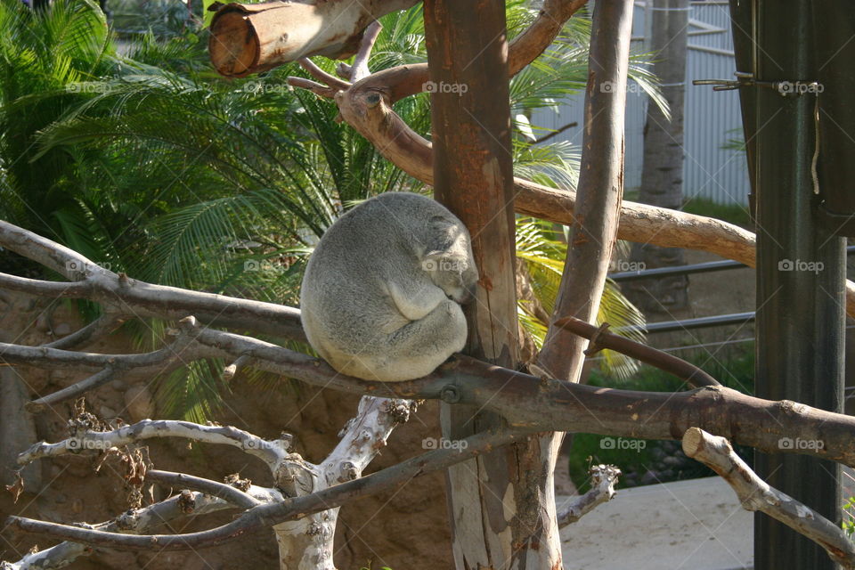 Koala bear napping