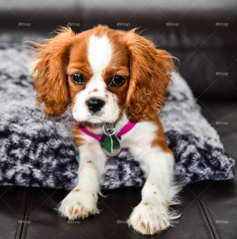 Puppy Penny. Cavalier King Charles spaniel puppy