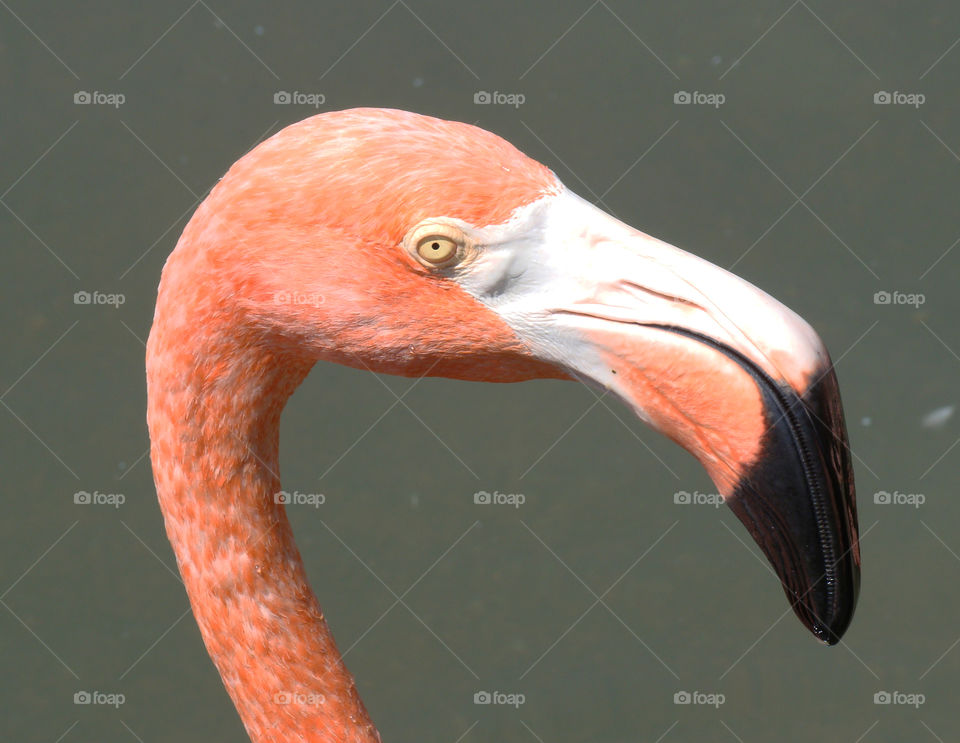 Pink Flamingo eye 