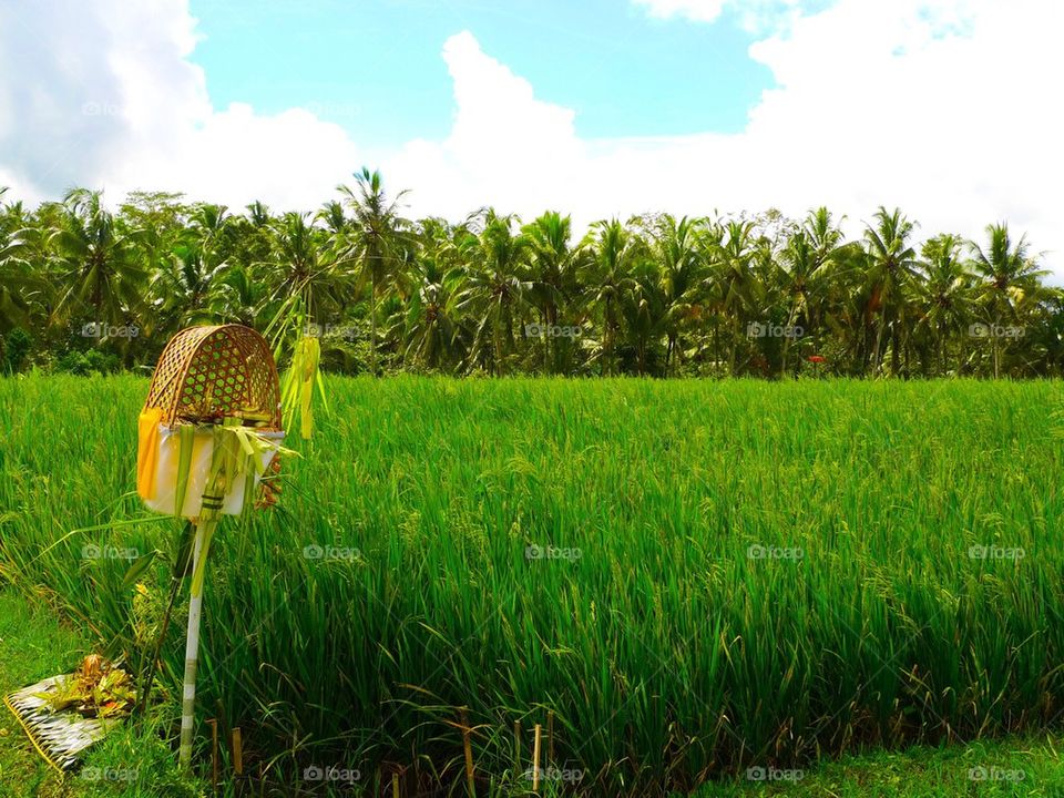 Rice field in Bali