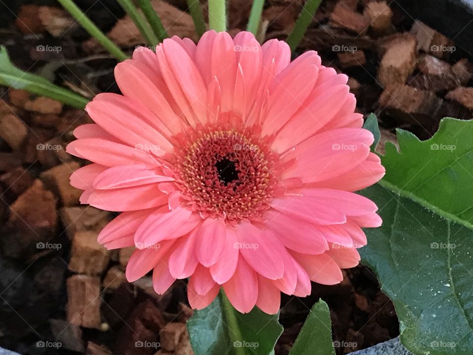 Pink color Daisy flower 