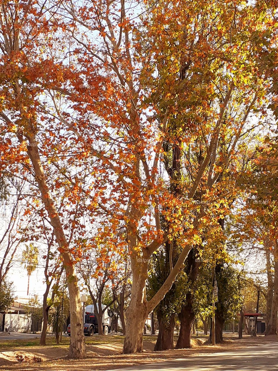 otoño presente