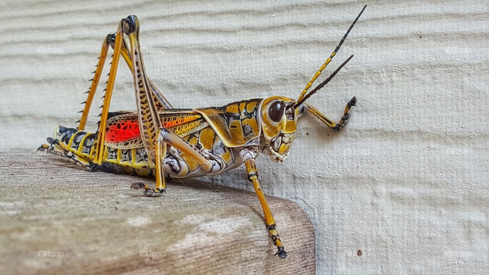 Close-up of a grasshopper