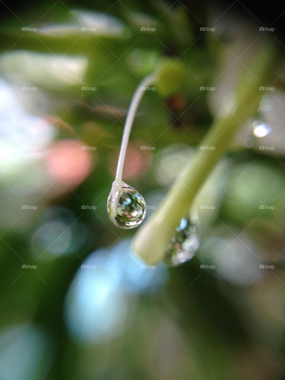 Close-up of a rain drop