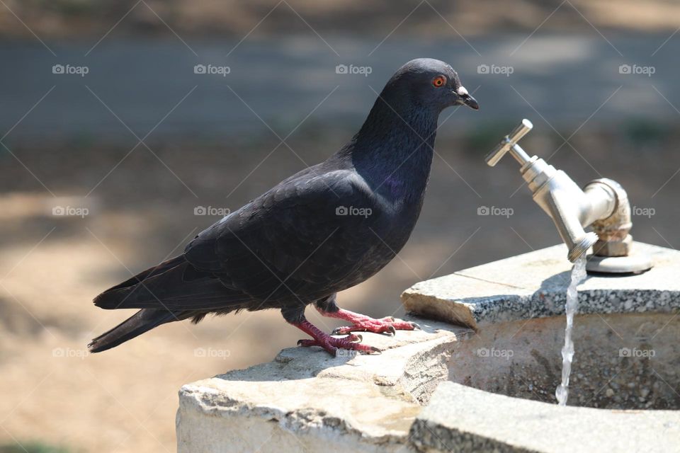 Pigeon