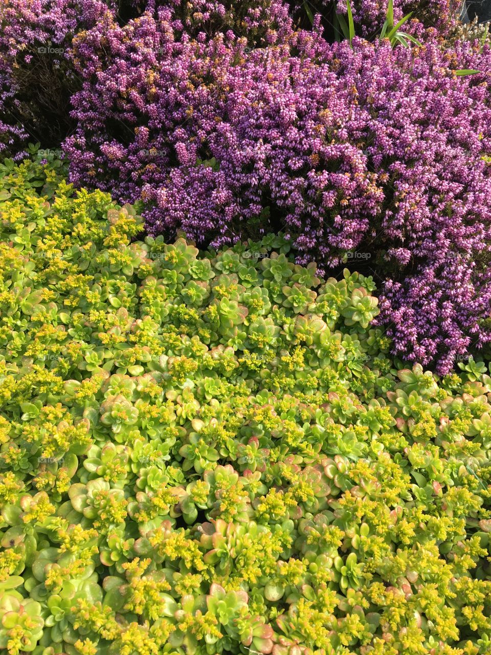 When two colours collide in nature, both stunning and contrasting. One heather and the other weed. 