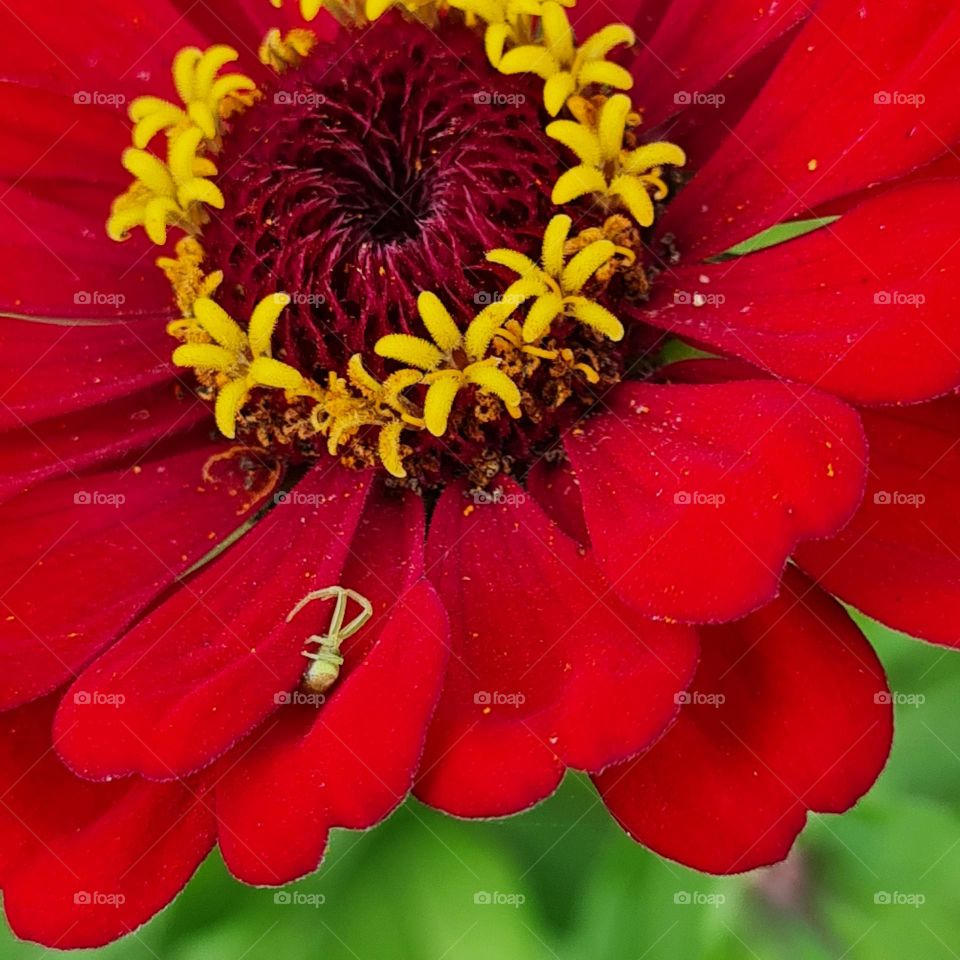 Surprise Visitor on a Vibrant Red Zinnia