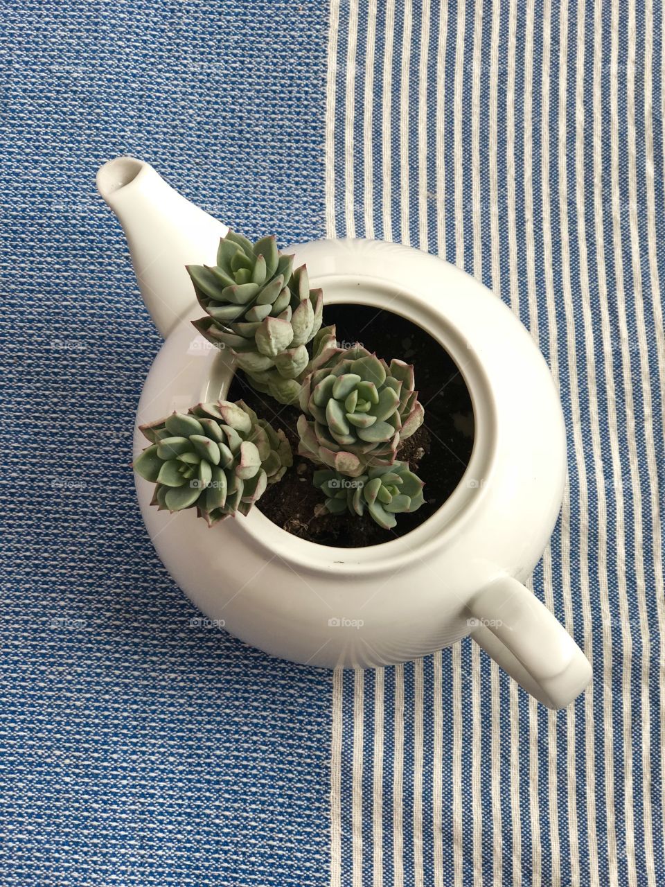 Succulent Tea Pot
