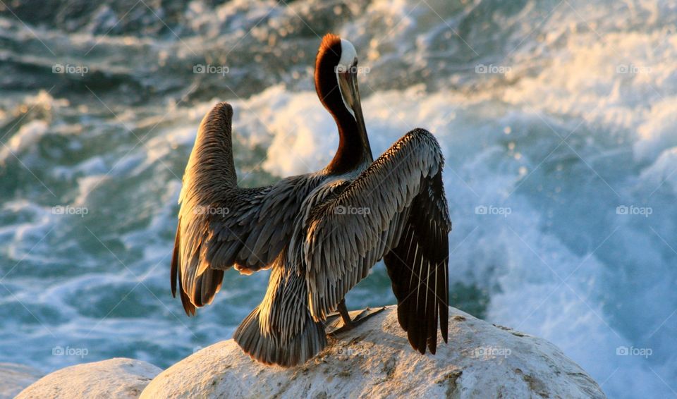 Pelican beginning to open it’s wings for take off from a rock on the coast of California 