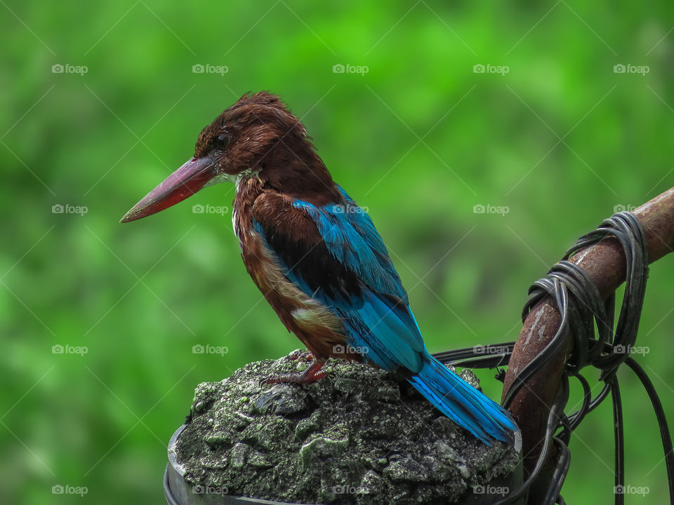 Kingfisher on aiming ✨