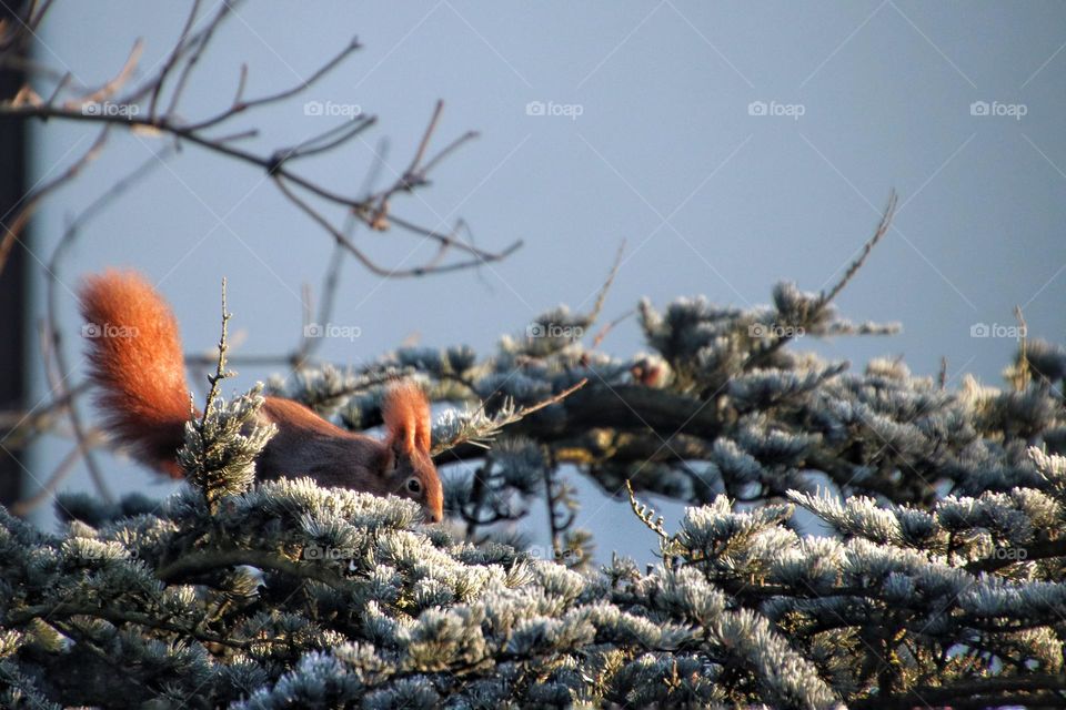 A red squirrel jumps on the frozen branch of a green fir tree under blue sky