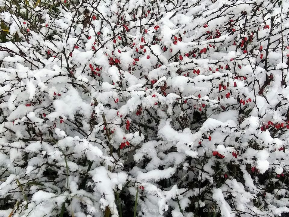 red berries