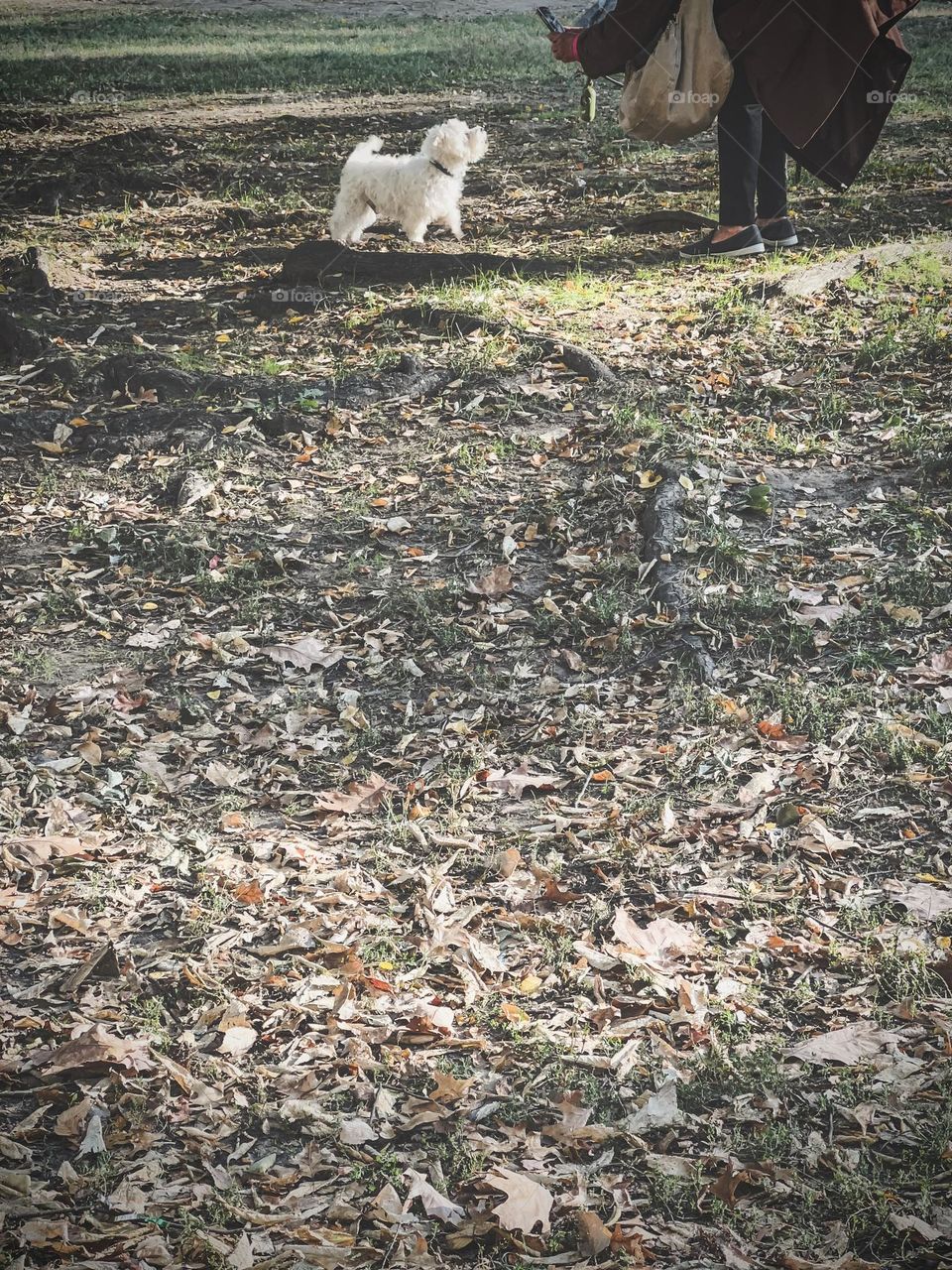 A person taking a picture of a dog