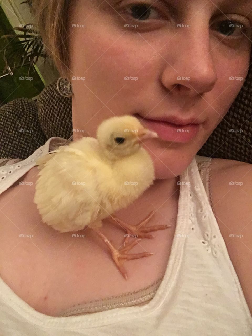 My first baby peacock, whose legs I straightened myself, stands up on my chest and gives me a good cuddle