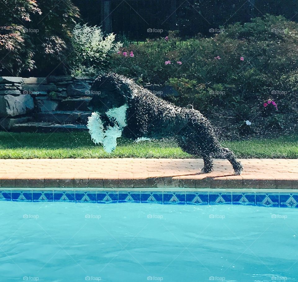 Dog jumping in pool
