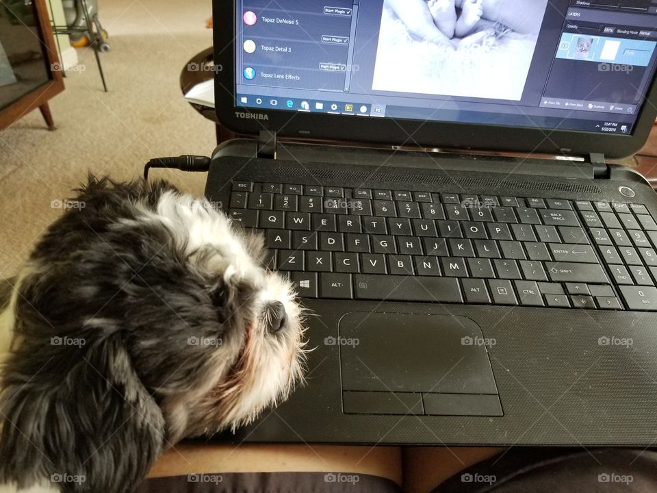 Puppy laying head on laptop