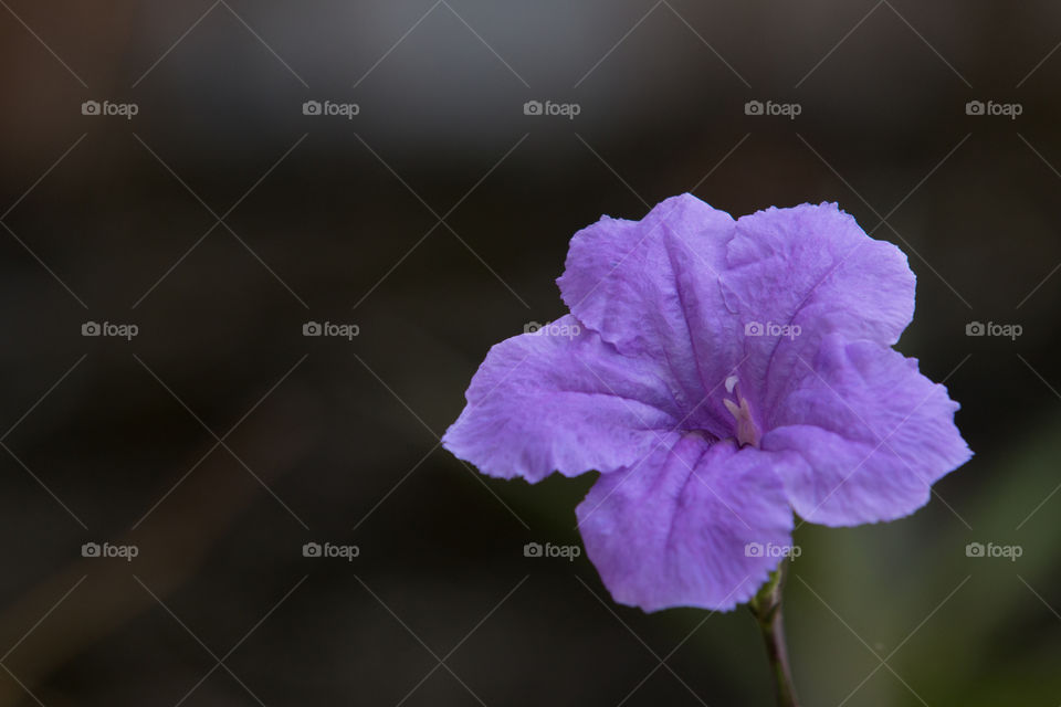 Flower, Nature, No Person, Blur, Flora