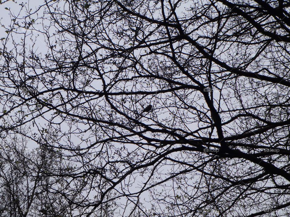 Chirping bird up the tree