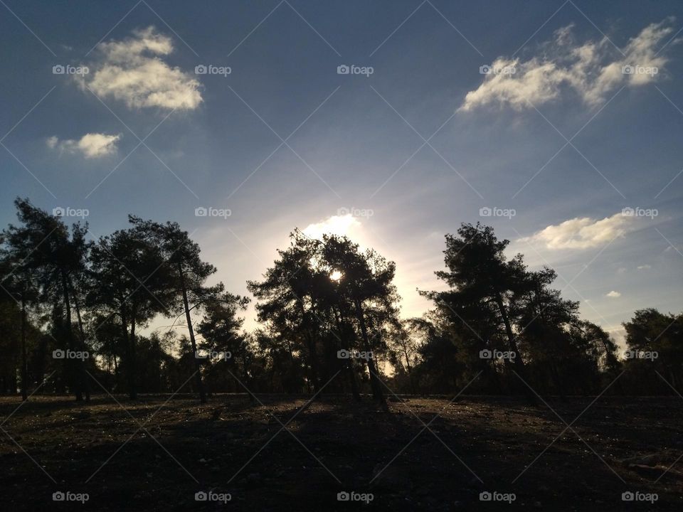 Forest and sunlight