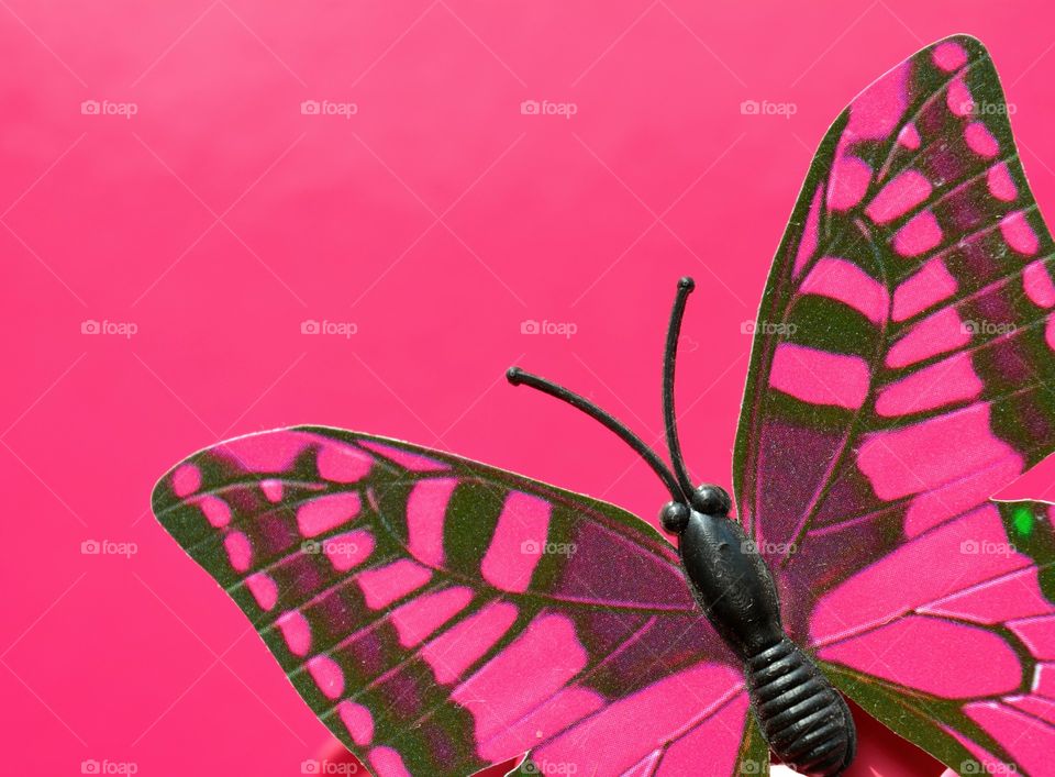 decorative butterfly pink background