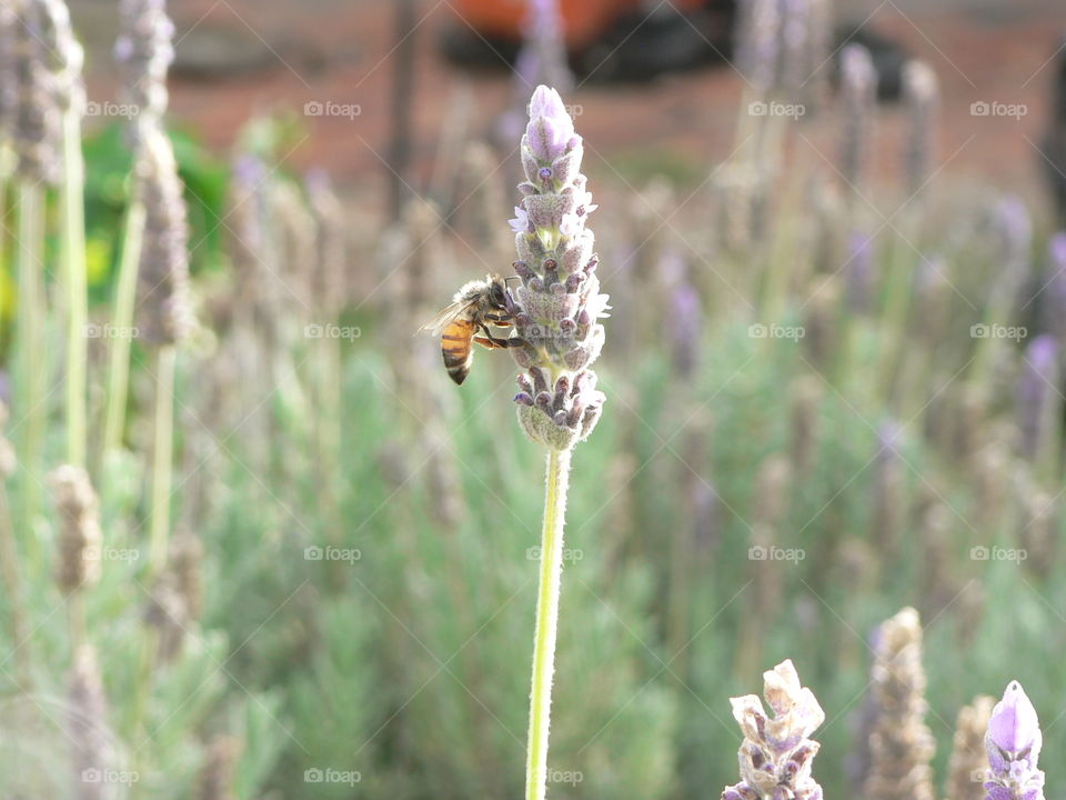 lavandula