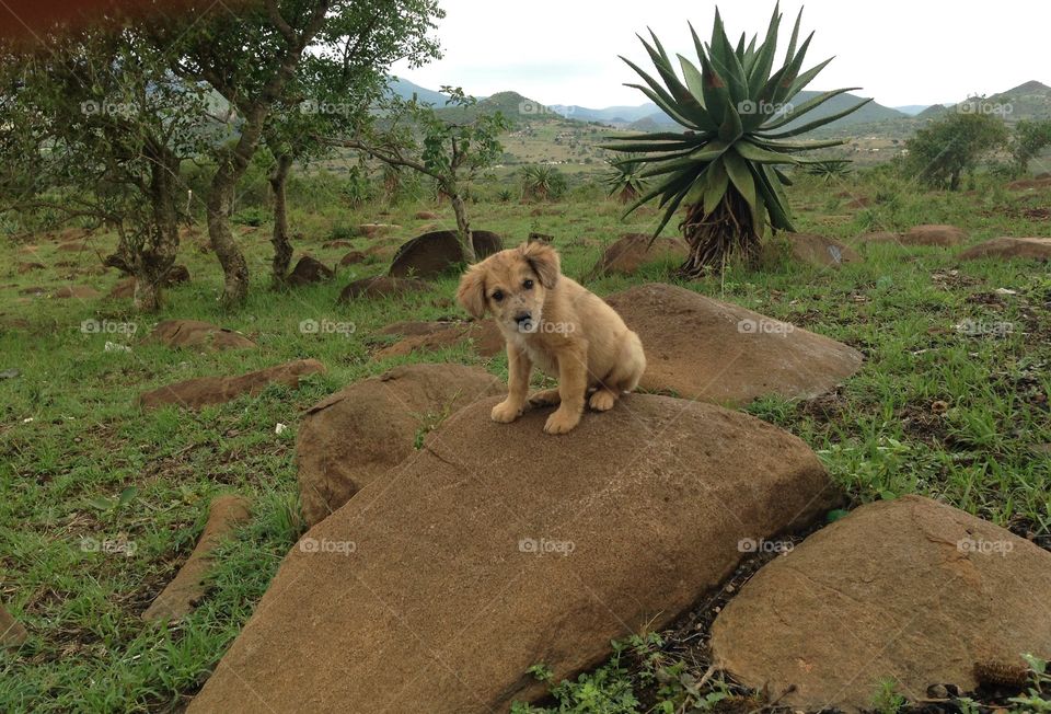 Cute little Swaziland puppy sitting on rock 