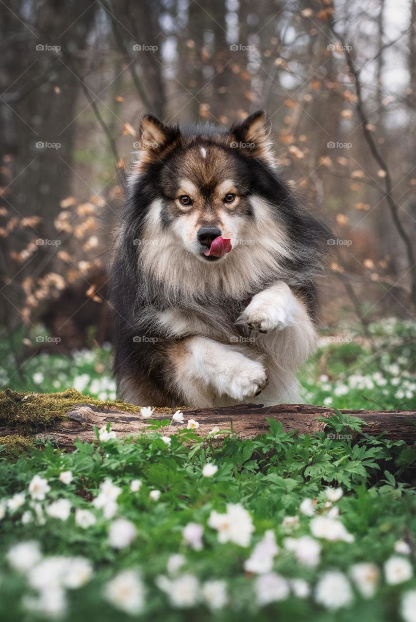 Dog jumping over fallen tree in spring