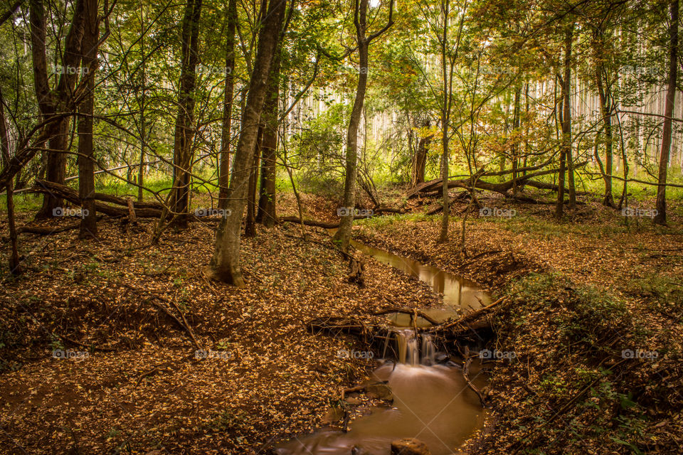 Small stream of water running through the woods