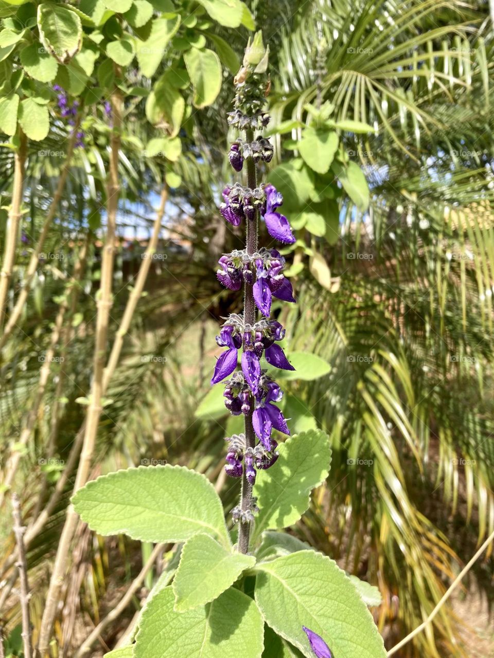 🇺🇸 A simple boldo, who was born in the park square and grew up beautifully. In fact, nature always allows us surprises… / 🇧🇷 Um singelo boldo, que nasceu na praça do parquinho e cresceu bem bonito. Aliás, a natureza sempre nos permite surpresas…