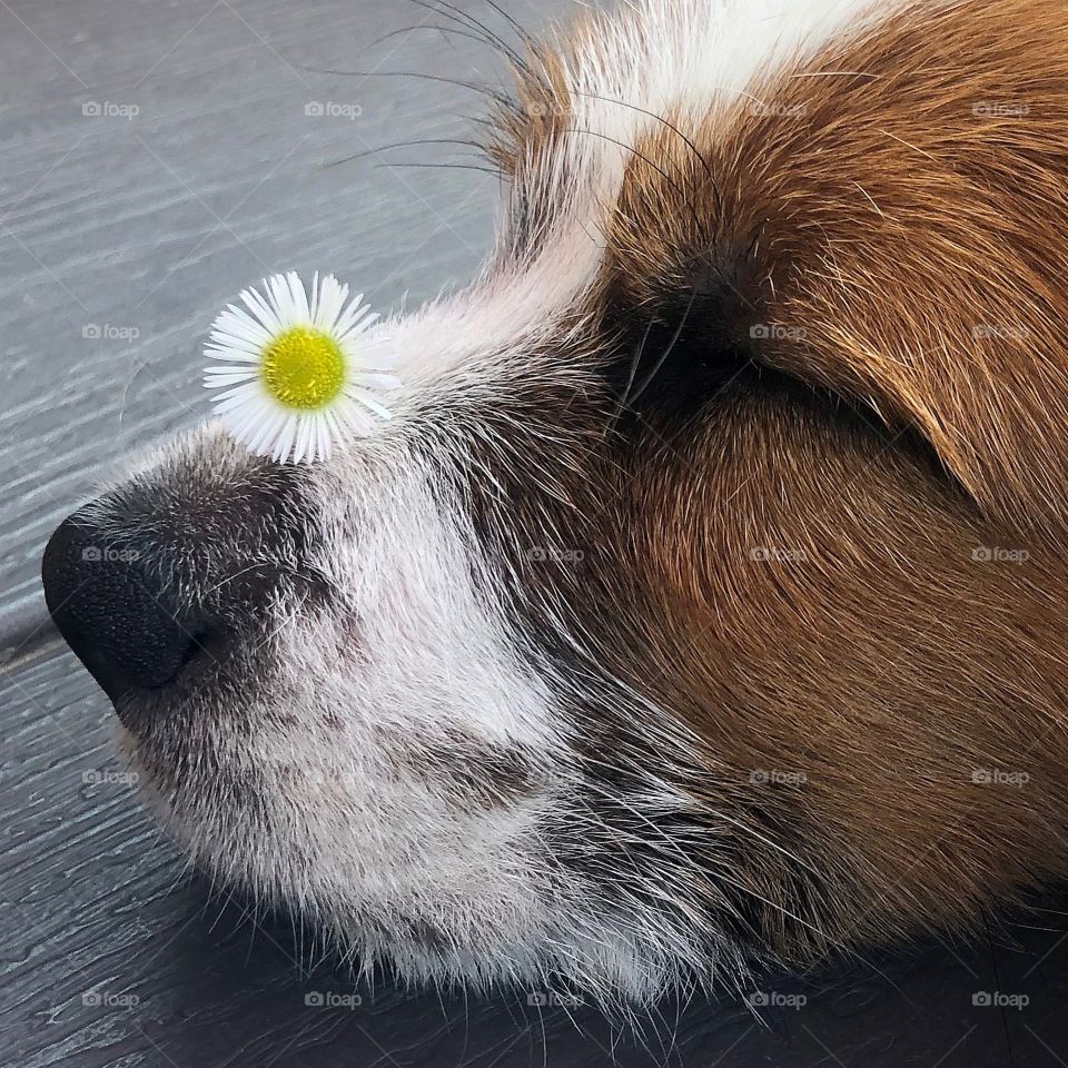 Sweet Puppy Sun Daisy 