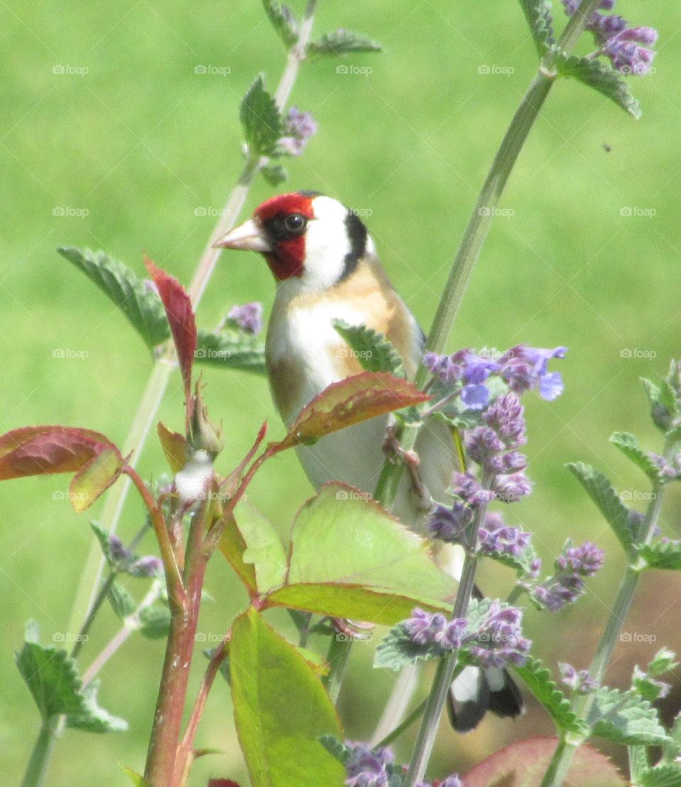 Goldfinch balancing on a rose and lilac coloured salvia