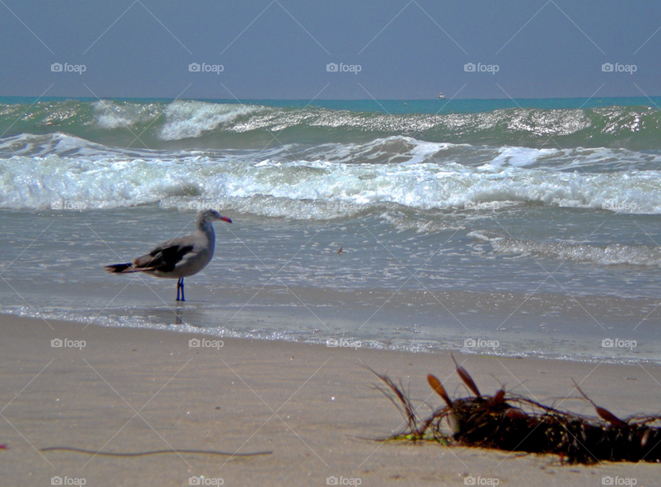 beach ocean summer hot by stevehardley7