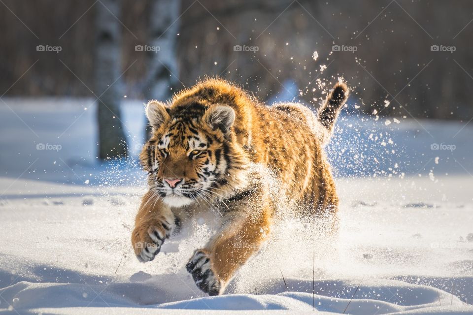 anger tiger