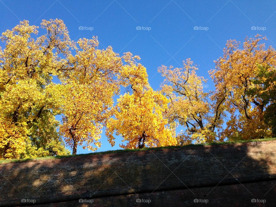 The color contrast between the trees and the sky above the ancient walls of Lucca is amazing in fall