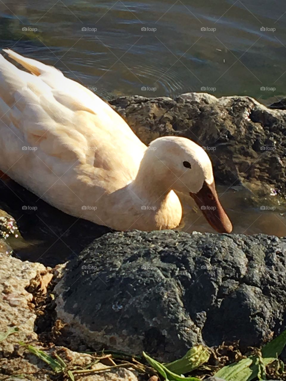 Duck relaxing 