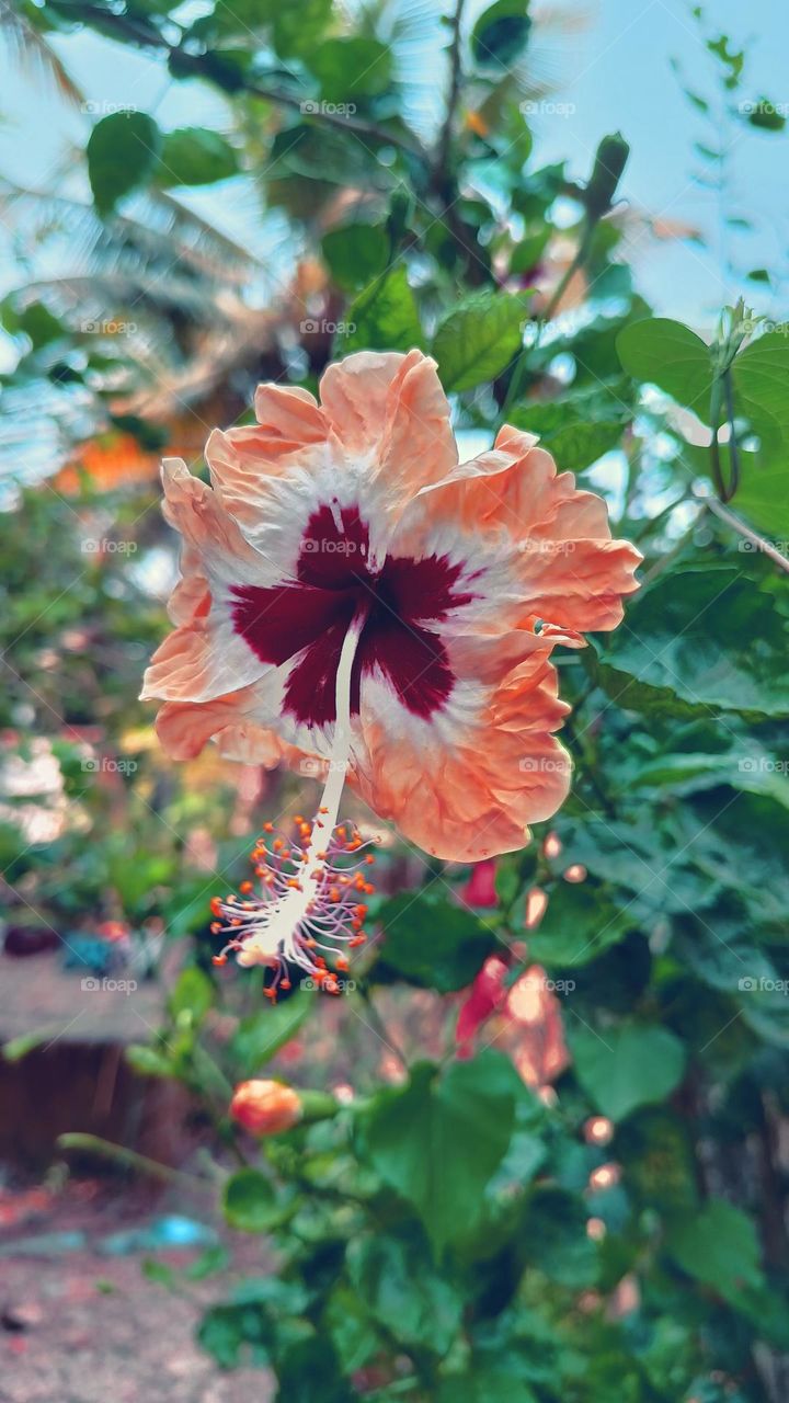 Hibiscus